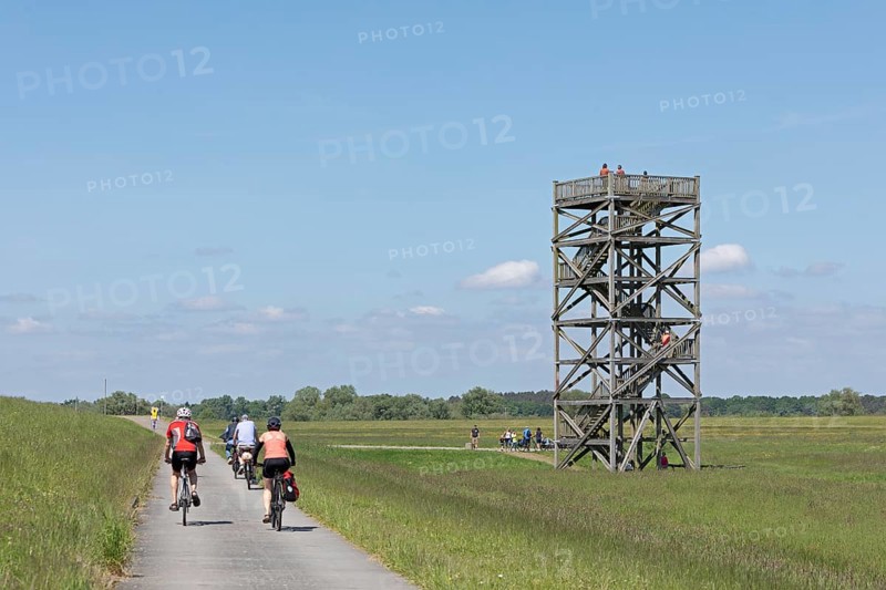 Cyclist, Elbe cycle path, Mahnkenwerder observation tower near Boizenburg, Mecklenburg-Western Pomerania, Germany, Europe