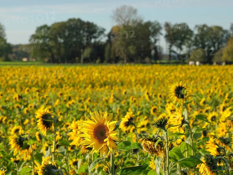 Large field with sunflowers, single flowers in the foreground and trees in the background, blooming yellow sunflowers in a field with trees in the background against a blue sky, borken, germany