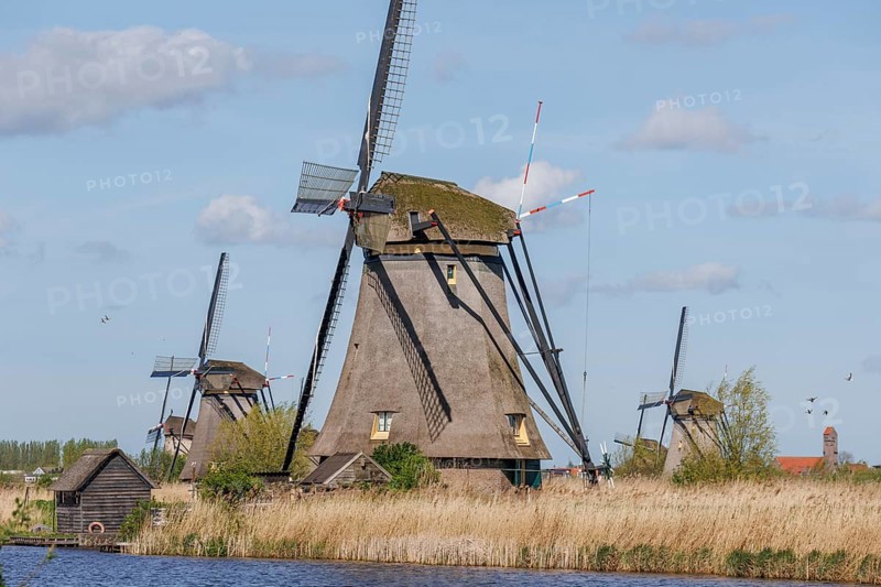 Windmills and a shed next to a body of water, surrounded by reeds under a cloudy sky, many historic windmills by a river in the middle of fields, Kinderdijk, Netherlands