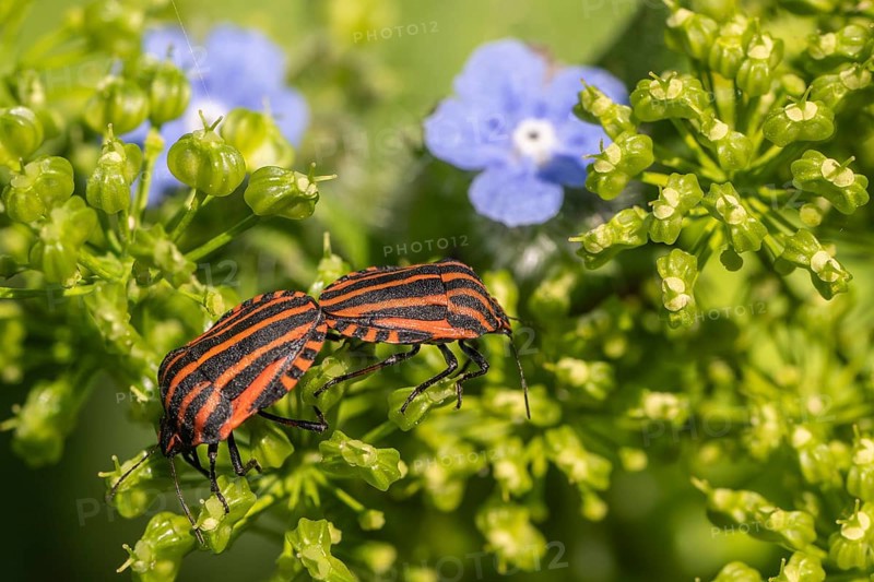 Italian striped bugs (Graphosoma lineatum), mating, Emsland, Lower Saxony, Germany, Europe
