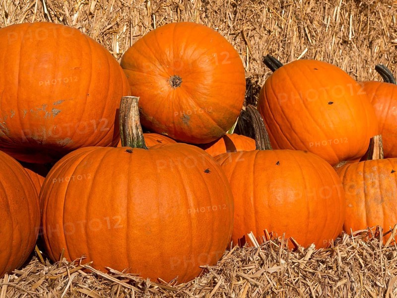 Several large, orange pumpkins on a pile of straw in an autumnal atmosphere, many orange pumpkins at harvest time, borken, germany