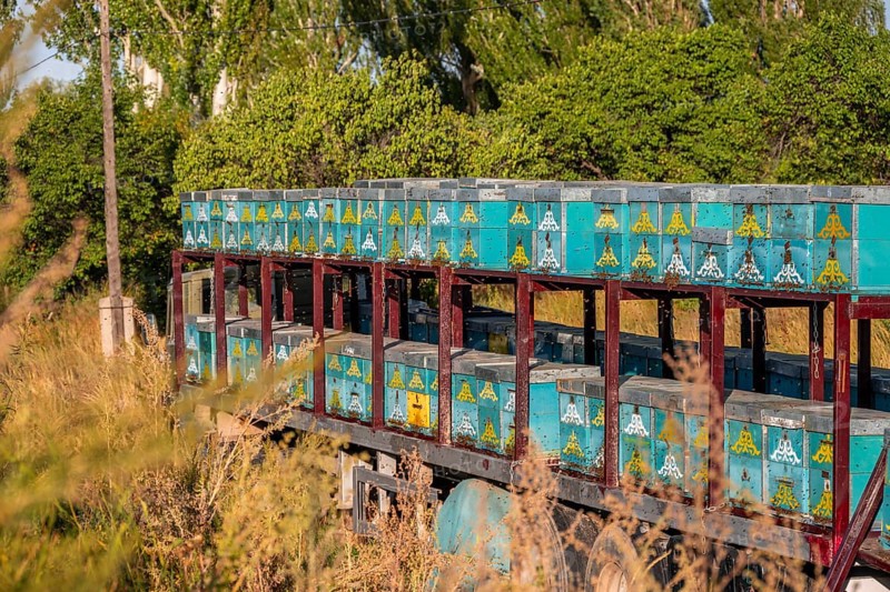 Colourfully painted beehives in a row, beekeeper, Kyrgyzstan, Asia