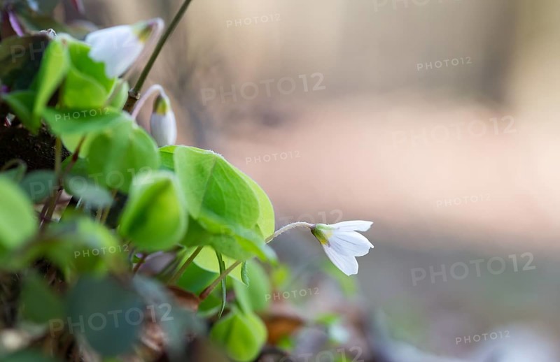 Flowering common wood sorrel (Oxalis acetosella), also known as wood sorrel, common wood sorrel or cuckoo flower, white flowers with fresh green leaves in the foreground, spring, early bloomer, blurred natural background, nature reserve 'Lueneburger Ilmenauniederung mit Tiergarten', European Flora-Fauna-Habitat-Sanctuary (FFH) 'Ilmenau mit Nebenbaechen', Lower Saxony, Germany, Europe