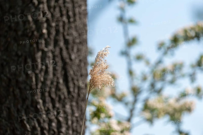 Pampas grass, reeds, tree bark, Droemling Biosphere Reserve, Mannhausen, Saxony-Anhalt, Germany, Europe