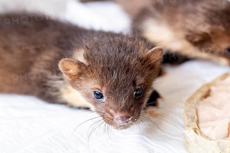Beech marten (Martes foina), young animal in close-up at a food bowl in a wildlife rescue centre, North Rhine-Westphalia, Germany, Europe