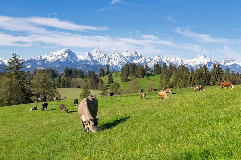 Dairy cows on a pasture, snow-covered mountains, hiking area, forest, trees, Allgaeu Alps, near Fuessen, Buching, Ostallgaeu, Allgaeu, Bavaria, Germany, Europe