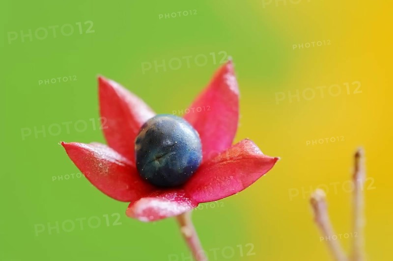 Japanese clerodendrum or Chinese clerodendrum (Clerodendrum trichotomum), fruiting stem, native to Asia, ornamental plant