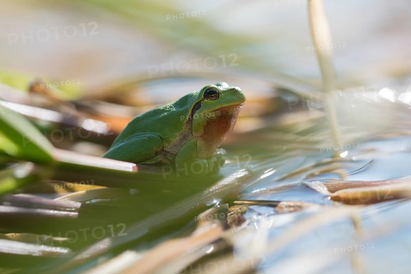 European tree frog (Hyla arborea), sitting on vegetation in the bank area in the sun, Lower Saxony Elbe Valley Biosphere Reserve, Lower Saxony, Germany, Europe