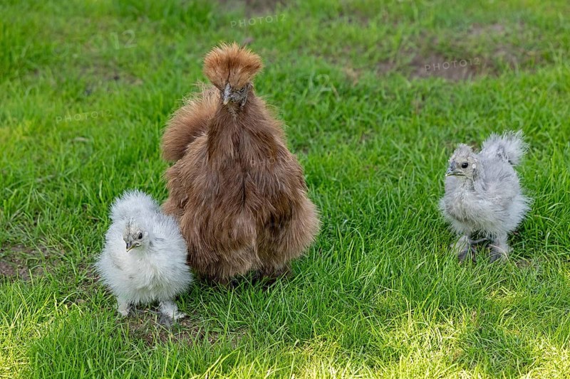 Silkie hen with chicks, Wittorf, Samtgemeinde Bardowick, Lower Saxony, Germany, Europe
