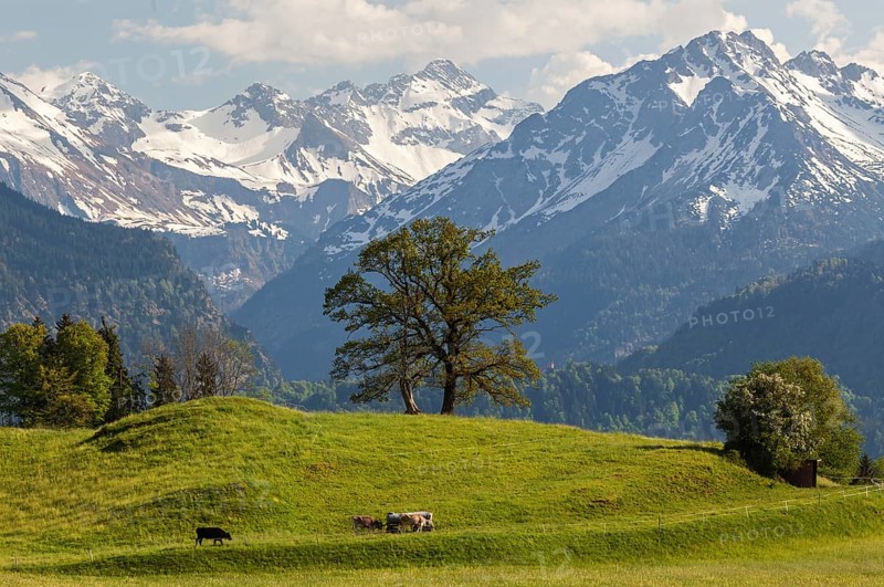 Group of trees with cattle in spring, snow-covered mountains of the Allgaeu Alps in the background, near Schoellang, Oberallgaeu, Allgaeu, Bavaria, Germany, Europe