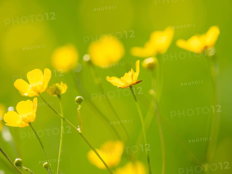 Meadow with tall buttercups (Ranunculus acris), buttercup, common buttercup, near Irdning, Ennstal, Styria, Austria, Europe