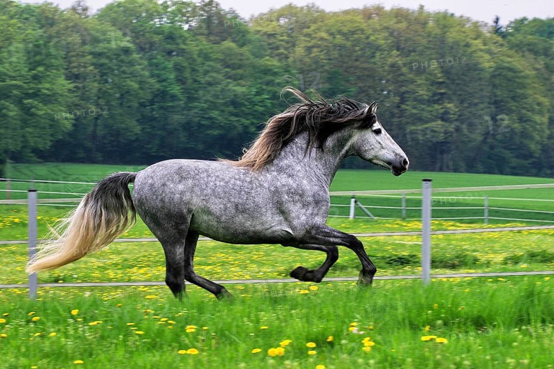 Andalusian, Andalusian horse, Spaniard