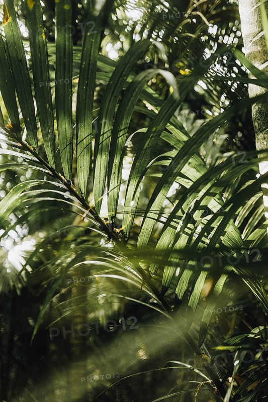 Leaves of a Rhopalostylis sapida palm tree taken at sunset in a park in Auckland, New Zealand, Oceania