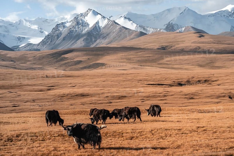 Glaciated and snow-covered mountains, yaks grazing on the plateau in autumnal mountain landscape with yellow grass, Tian Shan, Sky Mountains, Sary Jaz Valley, Kyrgyzstan, Asia