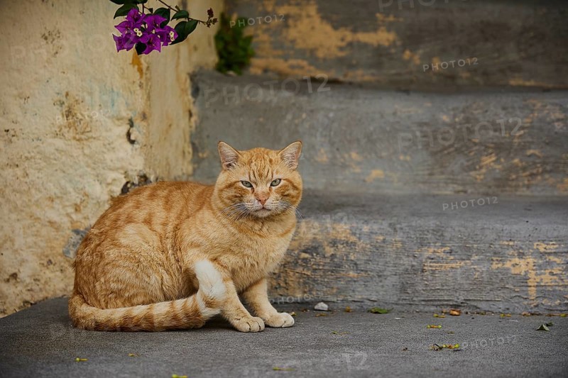 Relaxed red cat sitting on the concrete floor of a street, near Grand Master's Palace, Knights' Town, Rhodes Town, Rhodes, Dodecanese, Greek Islands, Greece, Europe