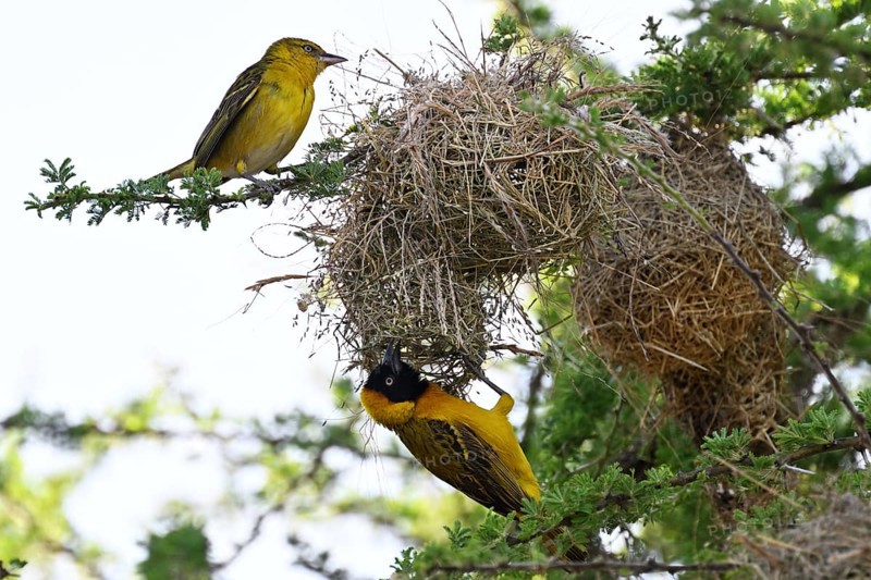 Speke's Weaver (ploceus spekei), male and female working on nest, Serengeti National Park, Tanzania, Africa