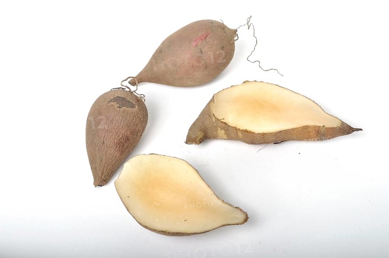 Yacon roots on a white background