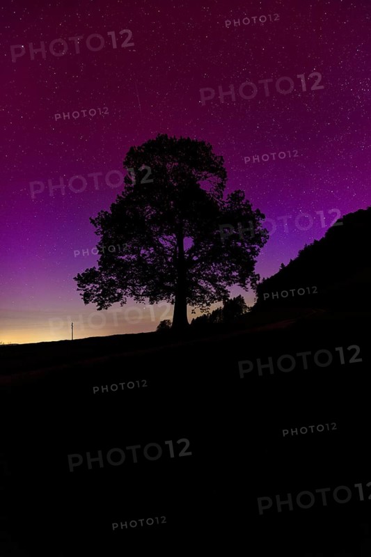 Silhouette of lime tree in front of aurora borealis, northern lights due to solar storm, Challhoechi, Basel-Land, Switzerland, Europe