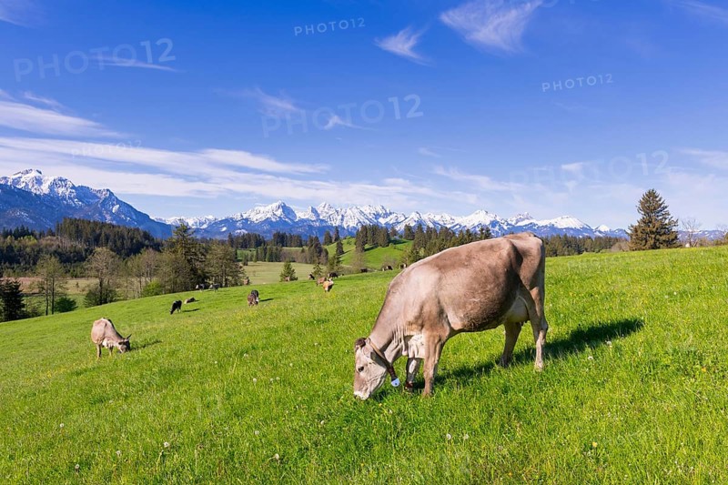 Dairy cows on a pasture, snow-covered mountains, hiking area, forest, trees, Allgaeu Alps, near Fuessen, Buching, Ostallgaeu, Allgaeu, Bavaria, Germany, Europe