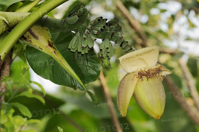 Japanese fibre banana (Musa basjoo), flower and bananas