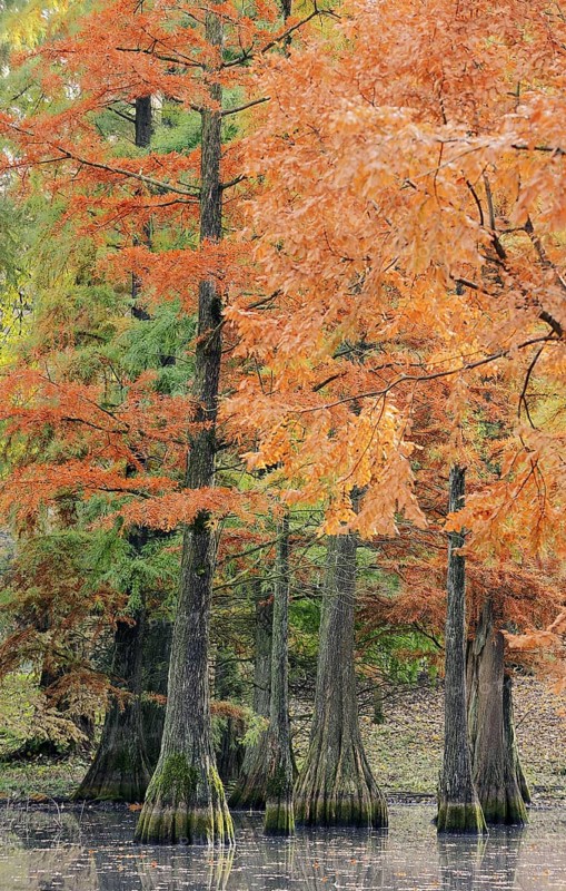 Bald cypress (Taxodium distichum) in autumn, North Rhine-Westphalia, Germany, Europe