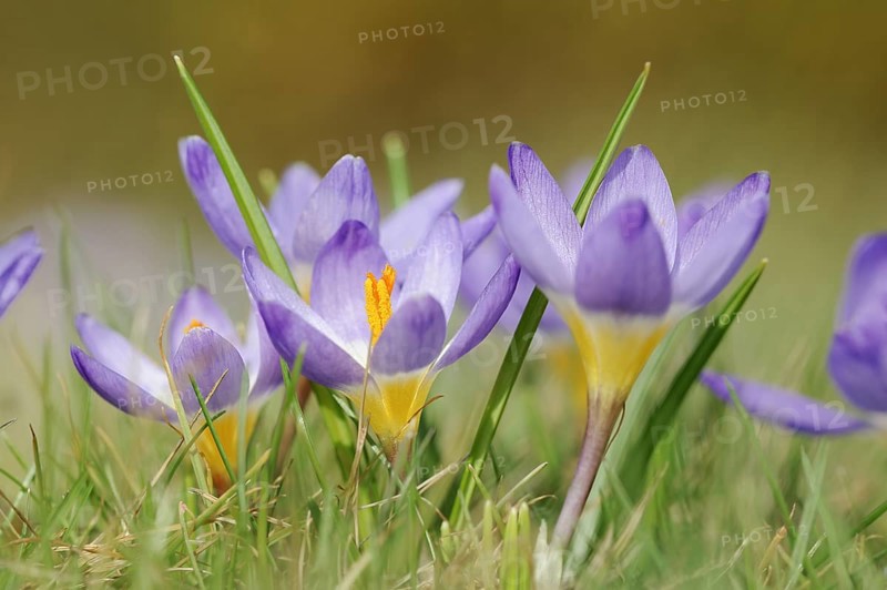 Sieber's crocus or Greek dwarf crocus (Crocus sieberi), North Rhine-Westphalia, Germany, Europe