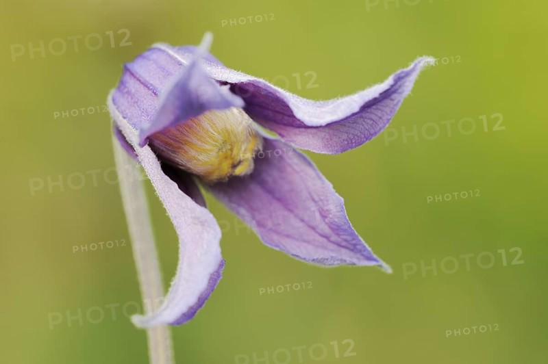 Whole-leaved clematis (Clematis integrifolia), flower, ornamental plant, North Rhine-Westphalia, Germany, Europe