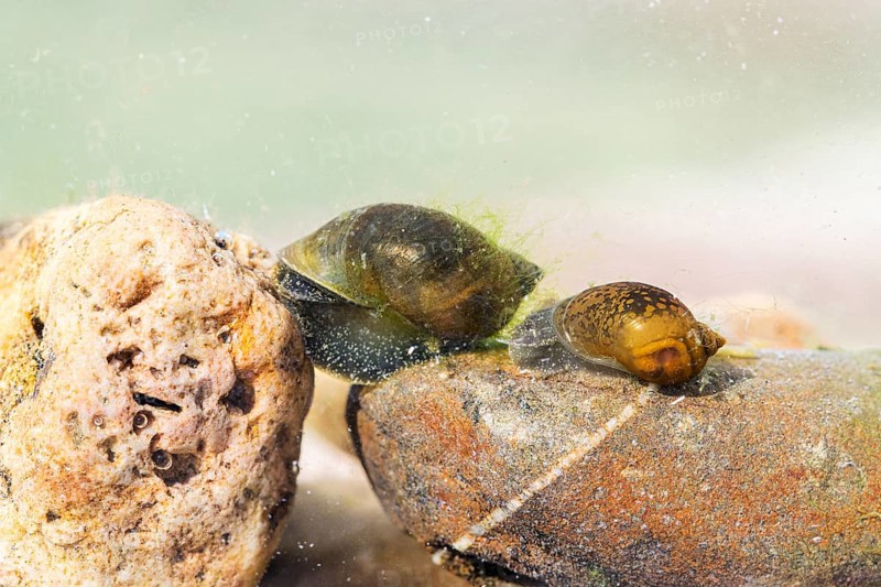 Mud snails (Lymnaeidae), 2 animals on stony water bottom, underwater photo in clear water, Germany, Europe
