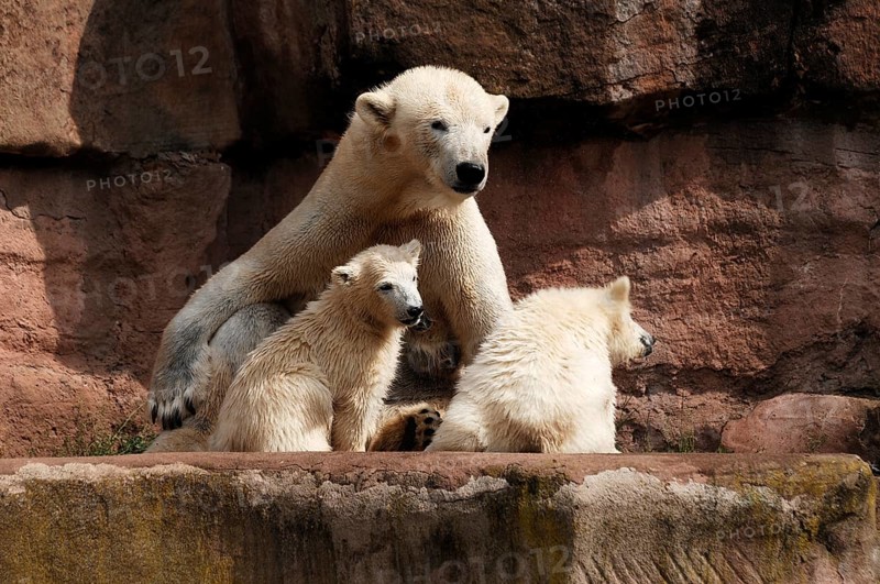 Polar bear mother with two young polar bears, Ursus maritimus, Nuremberg Zoo, Am Tiergarten 30, Nuremberg, Middle Franconia, Bavaria, Germany, Europe
