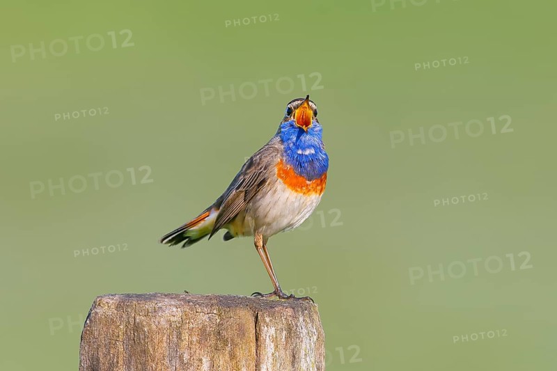 White-starred bluethroat (Luscinia svecica cyanecula), male, singing from a wooden fence post, songbird, wildlife, Ochsenmoor, Naturpark Duemmer See, Huede, Lower Saxony, Germany, Europe