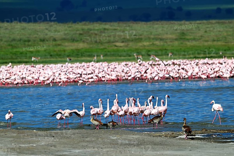 Lesser flamingos (Phoeniconaias minor) and Greater flamingos (Phoenicopterus roseus), Ngorongoro Crater, Ngorongoro Conservation Area, Tanzania, Africa
