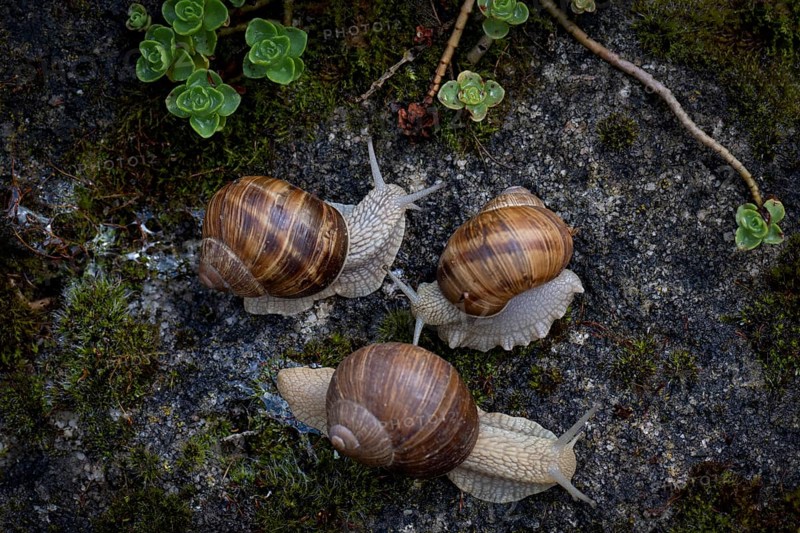 Three burgundy snails (Helix pomatia) crawling, rock garden, Stuttgart, Baden-Wuerttemberg, Germany, Europe