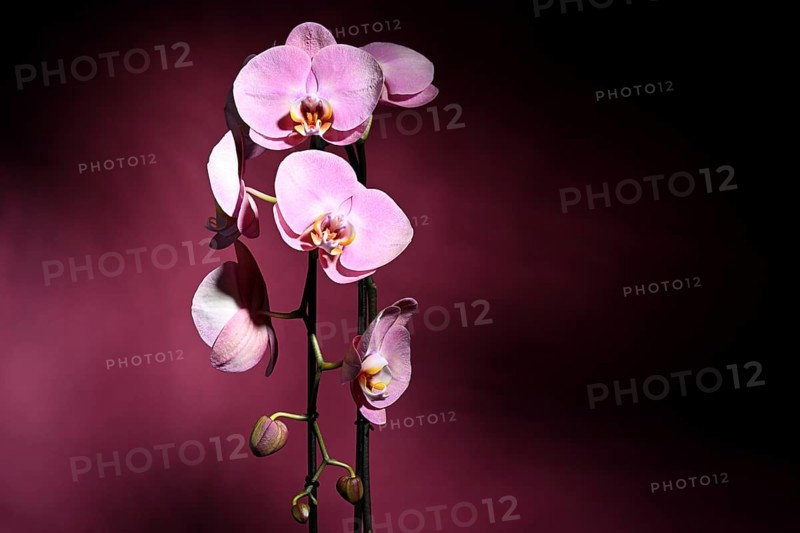 Pink orchid (Phalaenopsis) on dark purple background