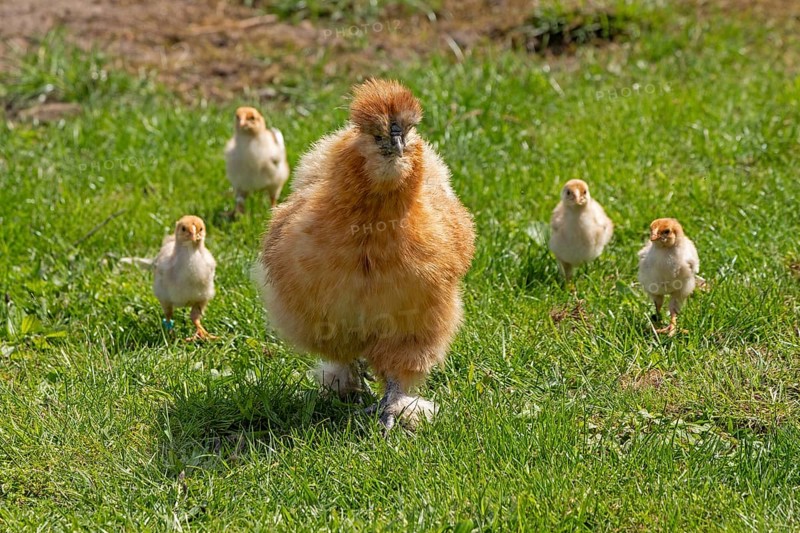 Silk hen with Wyandotte chick, hen, Wittorf, Samtgemeinde Bardowick, Lower Saxony, Germany, Europe