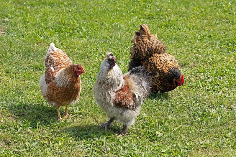 Pedigree chickens, Wyandotte, silk hen cock, Orpington, Wittorf, Samtgemeinde Bardowick, Lower Saxony, Germany, Europe