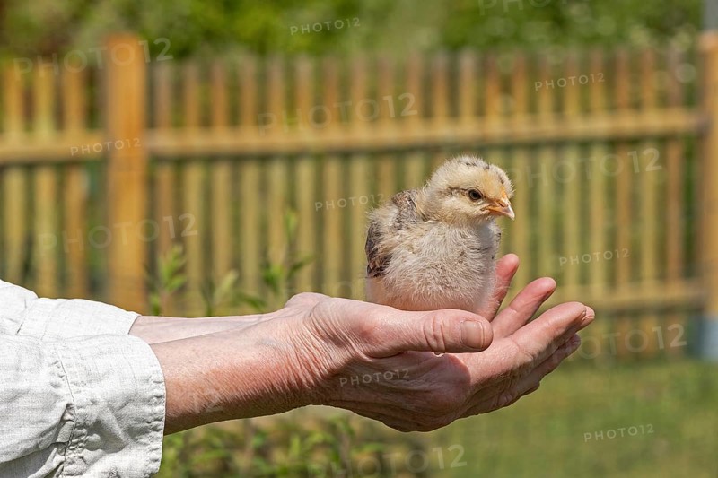 Pedigree chicken chick sits in hand, Wittorf, Samtgemeinde Bardowick, Lower Saxony, Germany, Europe