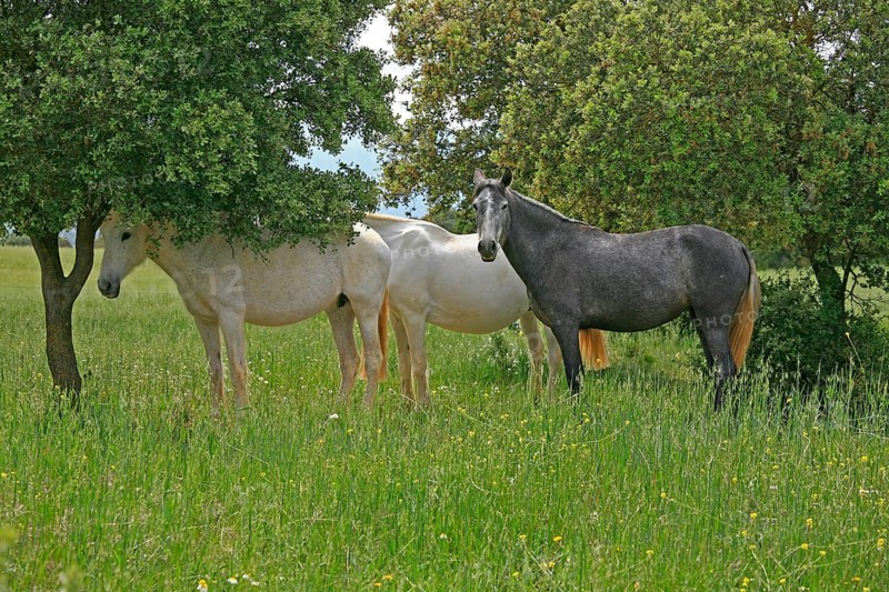 Andalusian, Andalusian horse, Antequerra, Andalusia, Spain, foal, flower meadow, Europe