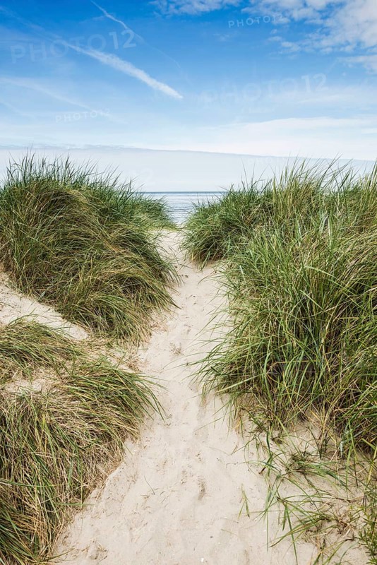 Marram grass (Ammophila arenaria) on dune and beach, Wadden Sea, Schillig, Wangerland, East Frisia, Lower Saxony, Germany, Europe