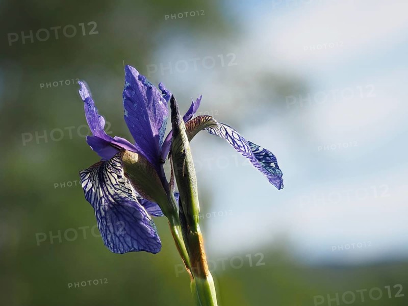 Siberian iris (Iris sibirica), close-up with focus stacking, near Irdning, Ennstal, Styria, Austria, Europe