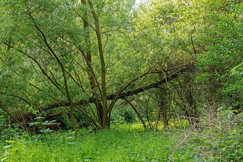 Trees, biosphere reserve, Boizenburg, Mecklenburg-Western Pomerania, Germany, Europe