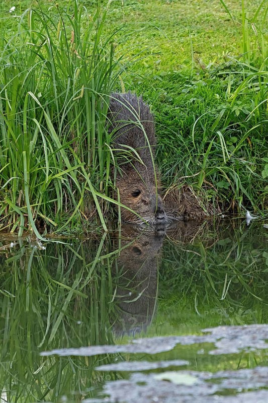 Nutria (Myocastor coypus) enters the water, mirror image, pond, Boizenburg, Mecklenburg-Vorpommern, Germany, Europe