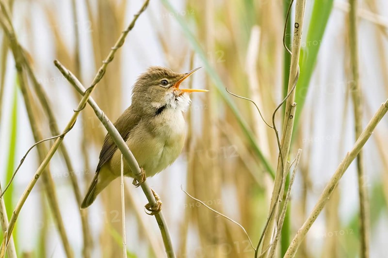 A reed warbler (Acrocephalus scirpaceus) with open beak, singing, twittering, sitting on a branch in a reedbed, Hesse, Germany, Europe