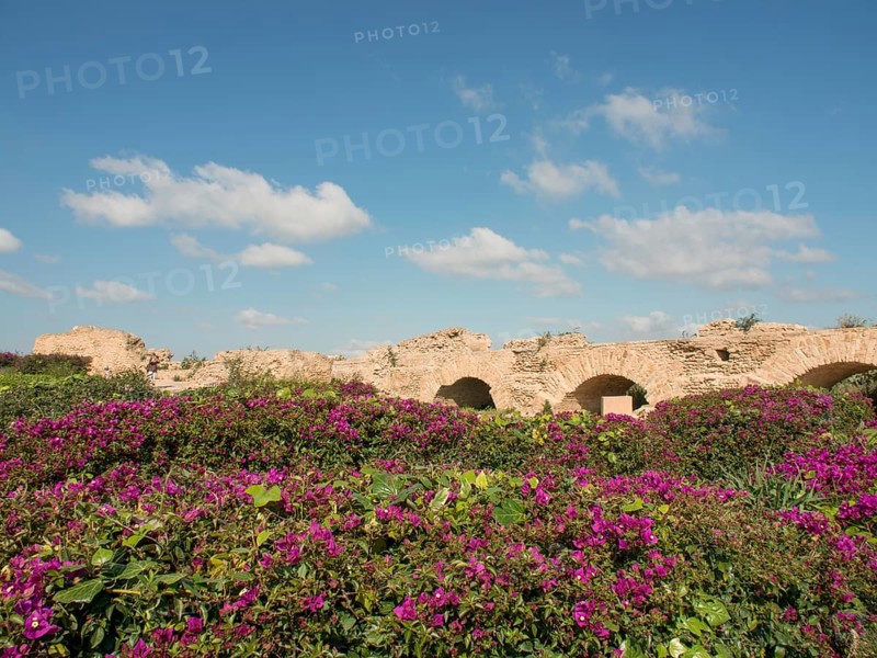 Purple flowering plants in a wide landscape with ruins and stone arches under a blue sky, Purple flowers green plants in front of historical ruins and blue sky, Tunis, Tunisia, Africa