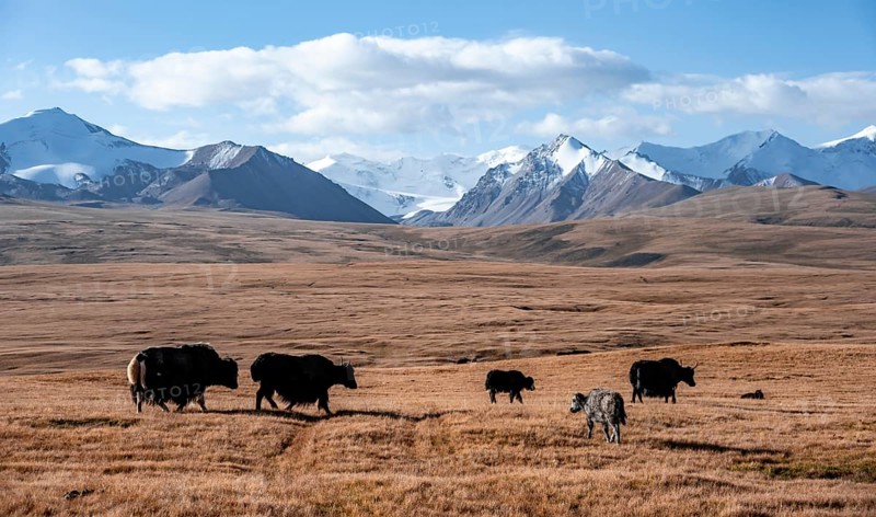 Glaciated and snow-covered mountains, herd of yaks grazing on the plateau in autumnal mountain landscape with yellow grass, Tian Shan, Sky Mountains, Sary Jaz Valley, Kyrgyzstan, Asia