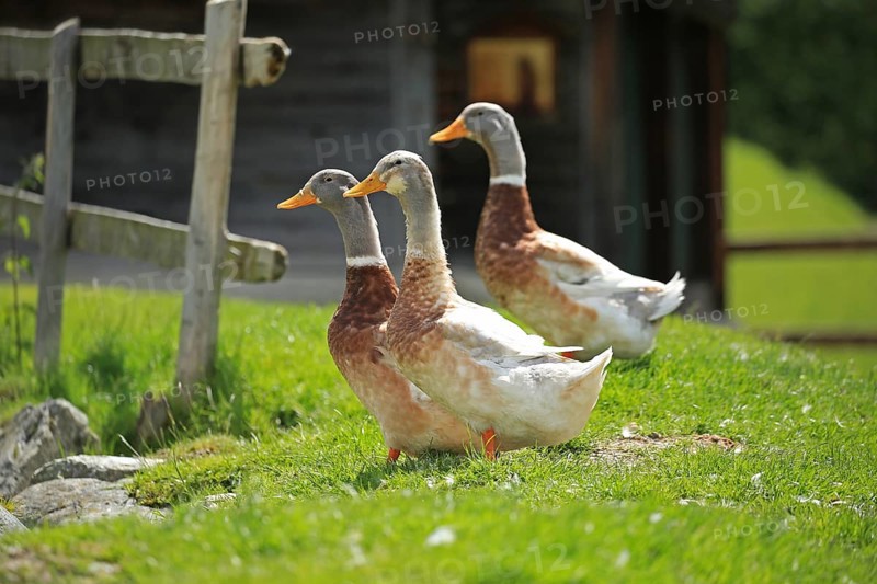 Domestic geese, mountain pasture, Austria, Europe