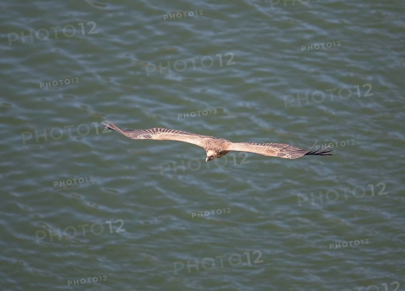 Griffon vulture (Gyps fulvus), Monfraguee National Park, Extremadura, Castilla La Mancha, Spain, Europe