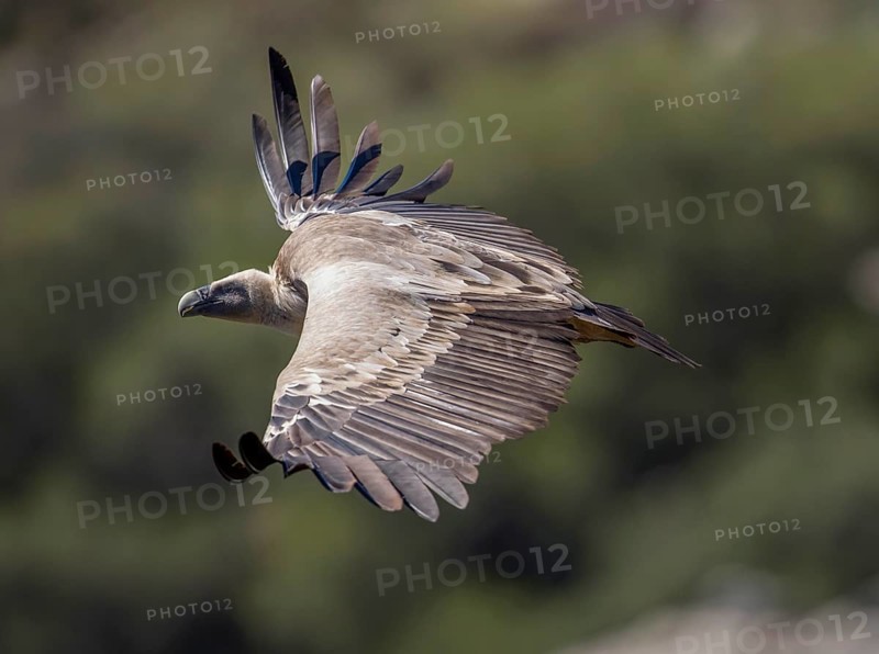 Griffon vulture (Gyps fulvus), Monfraguee National Park, Extremadura, Castilla La Mancha, Spain, Europe