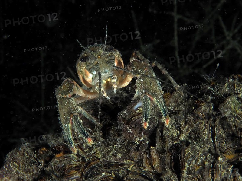 A crayfish (Faxonius limosus) explores at night the underwater bottom overgrown with mussels (Dreissena rostriformis bugensis), an invasive species. Dive site Wildsau, Berlingen, Lake Constance, Switzerland, Europe