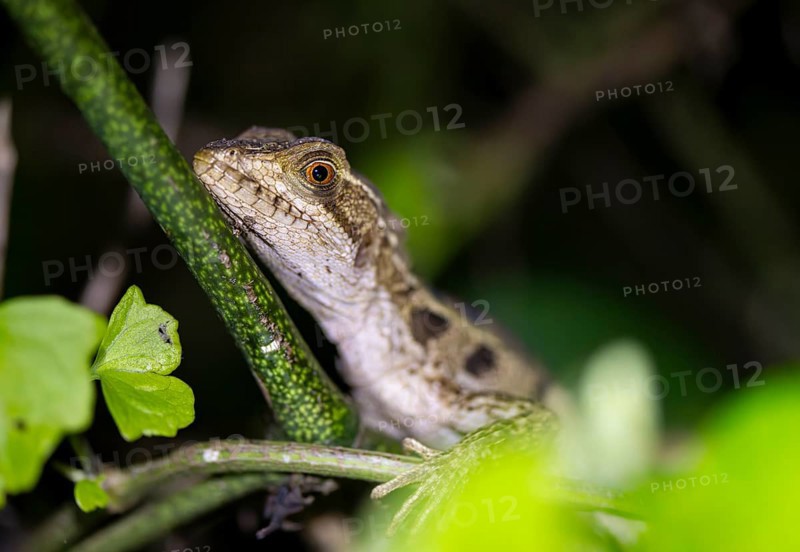 Common basilisk (Basiliscus basiliscus) juvenile, animal portrait, at night, Tortuguero National Park, Costa Rica, Central America