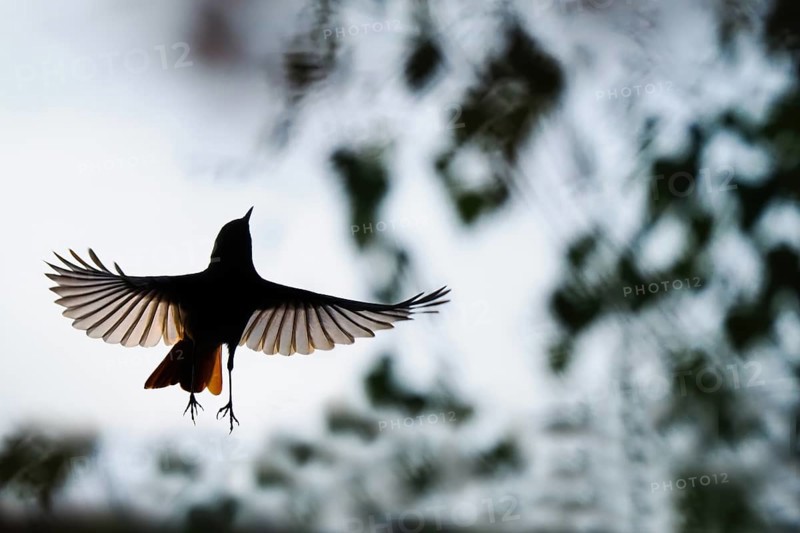 Silhouette of a flying black redstart (Phoenicurus ochruros) with outstretched wings against the sky at dusk, Hesse, Germany, Europe